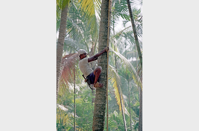Ein Pflcker erklimmt eine Kokospalme, Revdanda - Goa 14