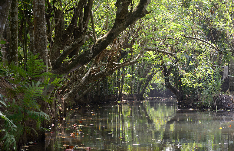 Tropische Vegetation in den Backwaters