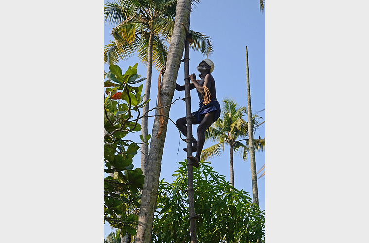  Ein Kokosnusspflcker erklimmt eine Palme