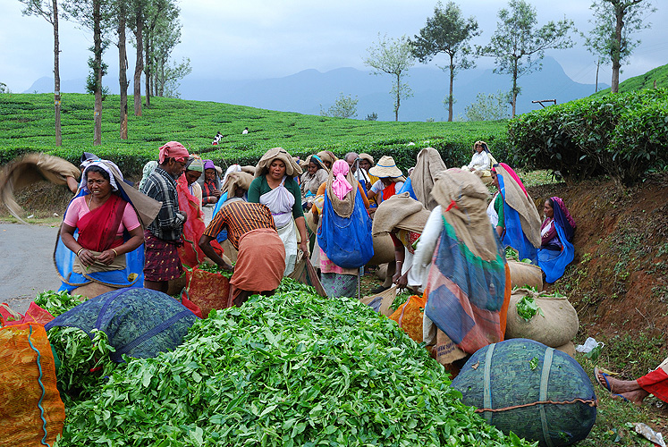  Teepflcker liefern ihre Ernte ab, Wayanad
