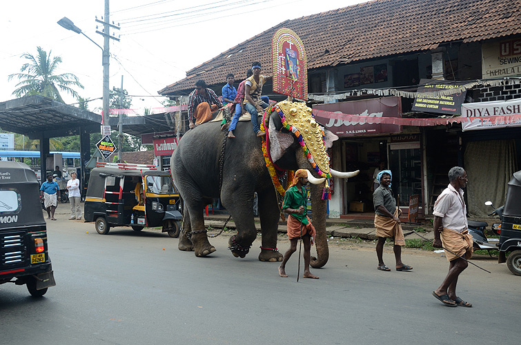  Elefant whrend einer Prozession
