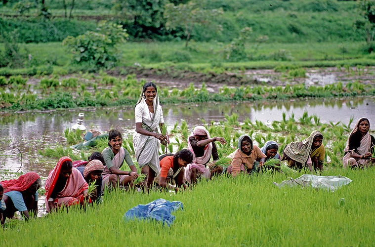 Buerinnen setzen jungen Reis in die aufgeweichte Erde - Monsun 12