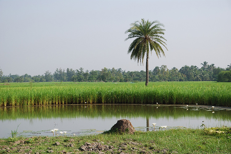 Reisfeld auf der Insel Sagar - Sunderbans 04