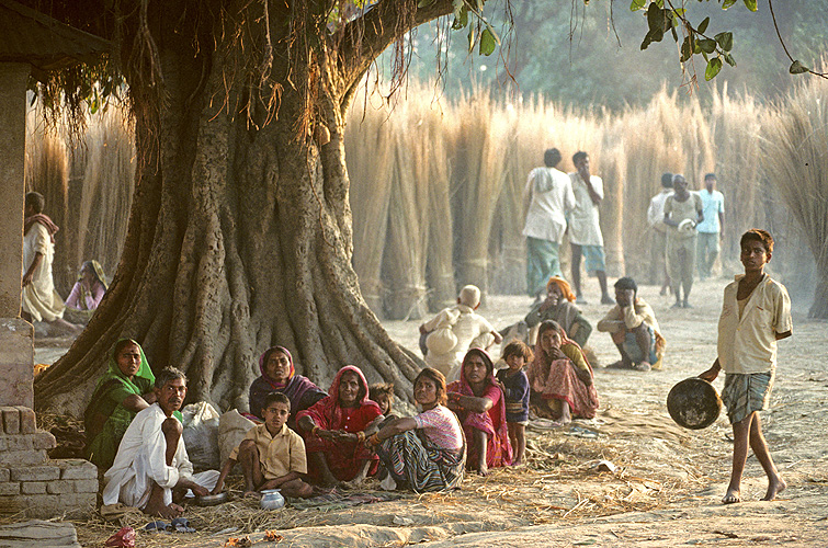 Pilger rasten unter einem mchtigen Banyan-Baum - Sonepur Mela 07