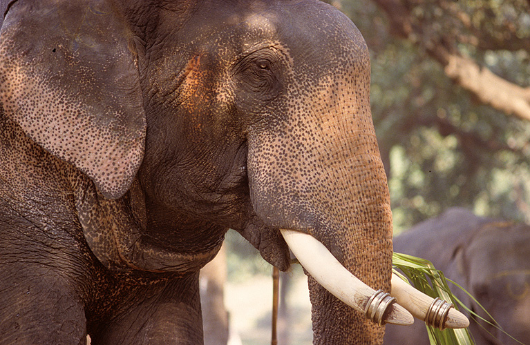 Der Elefant gilt als Symbol fr Macht und Weisheit - Sonepur Mela 12