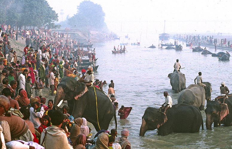 Pilger und Elefanten baden gemeinsam im Fluss - Sonepur Mela 14