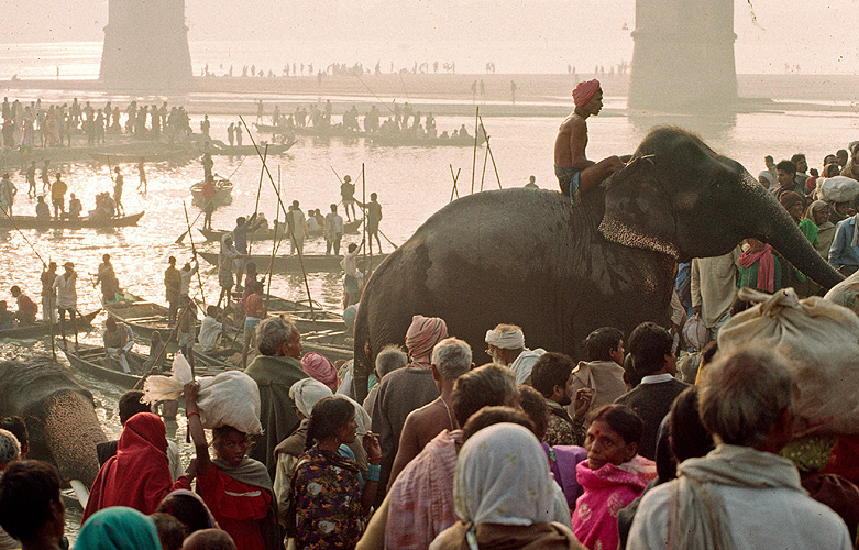 Elefant bahnt sich einen Weg durch die Menge - Sonepur Mela 15