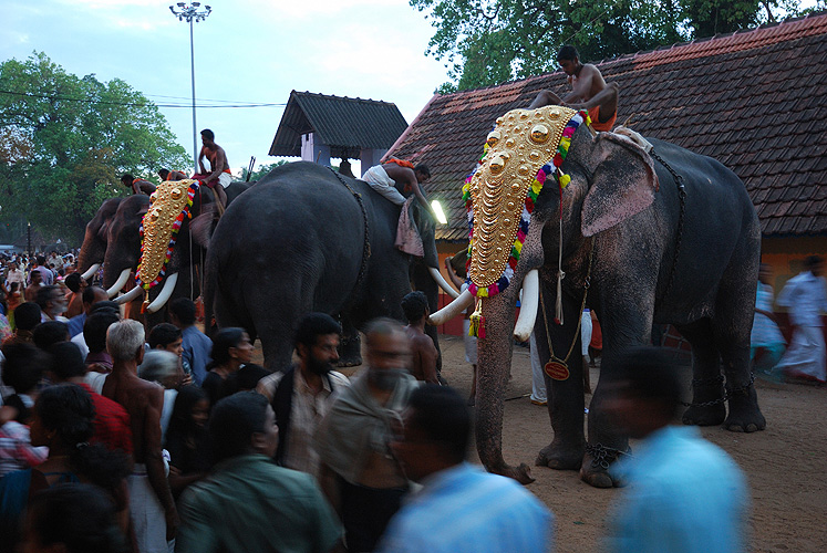 Elefanten beim Tempelfest in Kollam, Kerala