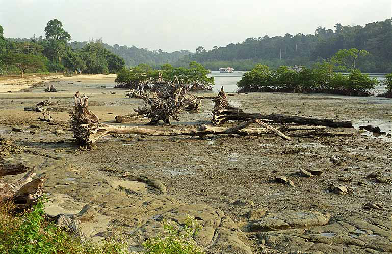  Waldsterben nahe Wandoor, South-Andaman 