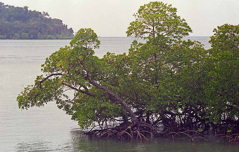  Mangroven schtzen die Kste vor Erosion