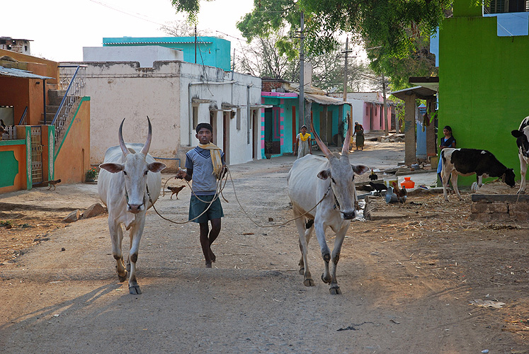 Bauernjunge fhrt Ochsen heim, Karnataka 