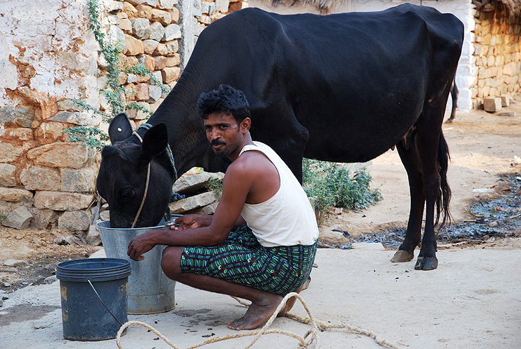 Bauer fttert seine Kuh, Karnataka 