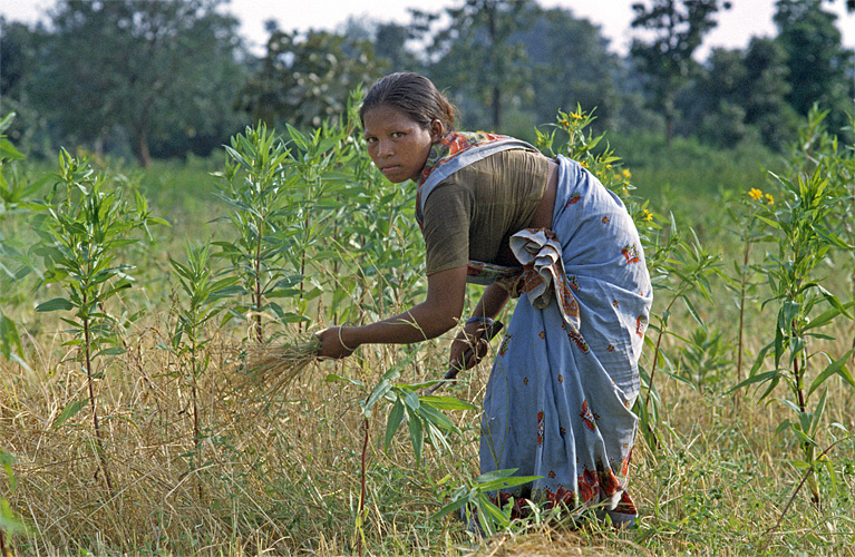 Ernte mit der Sichel, Jharkhand  