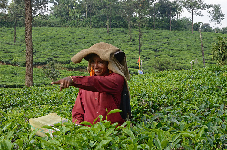 Teepflckerin in Kerala 