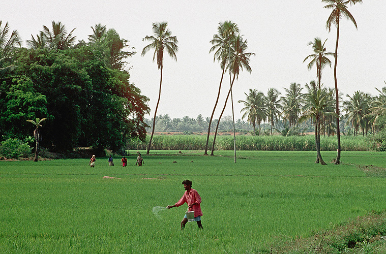 Bauer dngt Reisfeld in Karnataka 