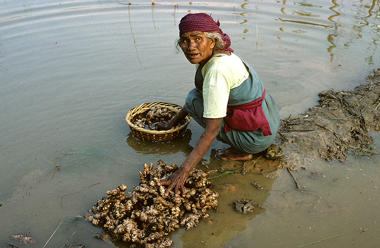 Buerin wscht Ingwerwurzeln, Assam 