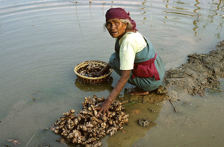 Buerin wscht Ingwerwurzeln, Assam 