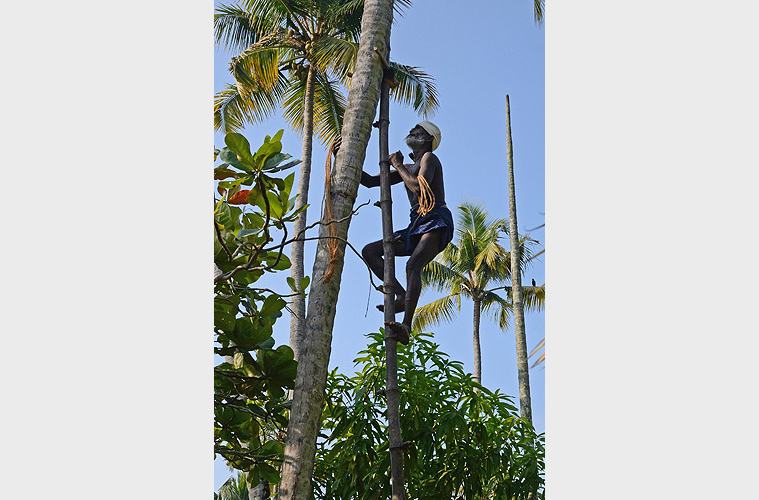 Kokosnusspflcker in Kerala 