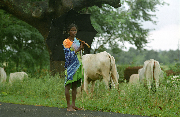 Viehweide am Straenrand, Jharkhand 