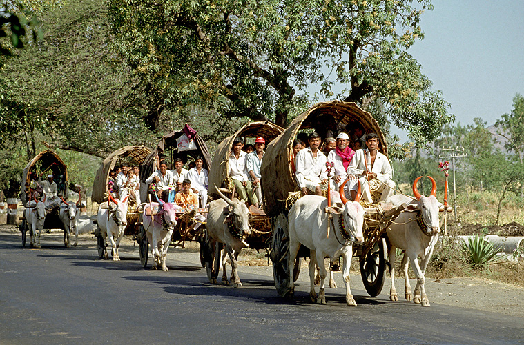 Ochsenkarawane, Maharashtra