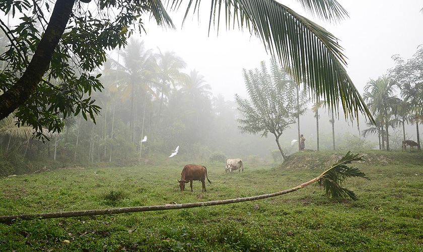 Monsunnebel im Western Ghats-Gebirge - Monsun 09