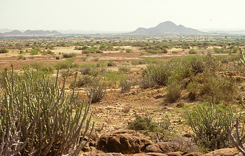 Steppenlandschaft im Sden von Rajasthan - Rajasthan 02