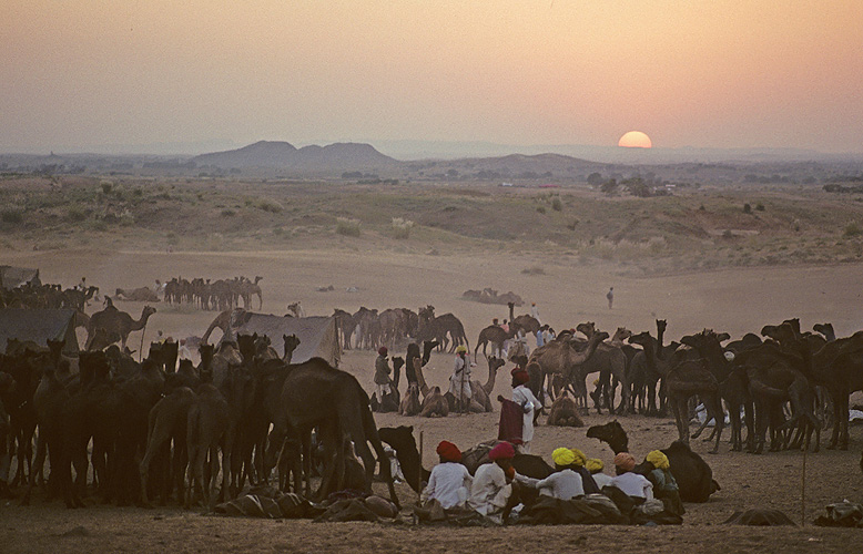 Kamelhirten bei der Mela in Pushkar - Rajasthan 03