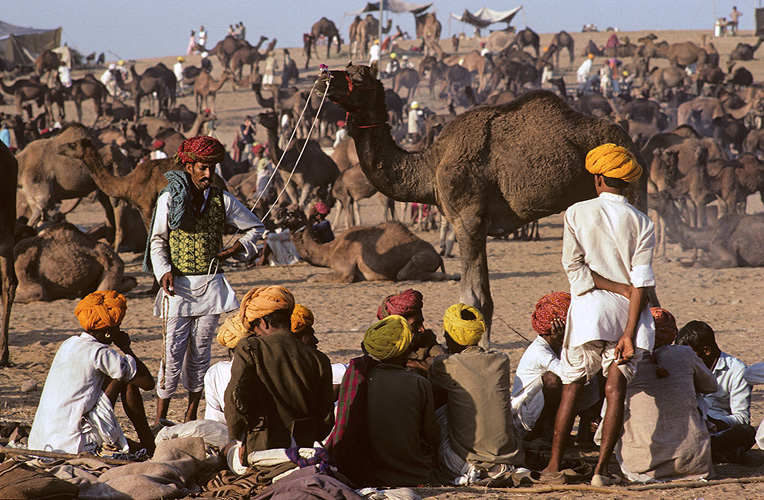 Kamelmarkt in Pushkar - Rajasthan 16