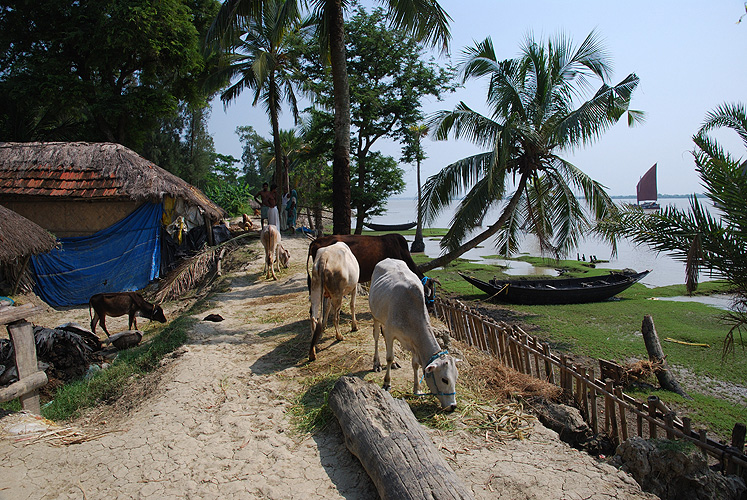 Bauernhof am Deich zum Ganges - Sunderbans 03