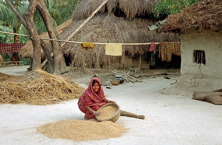 Buerin subert frisch geernteten Reis - Sunderbans 08