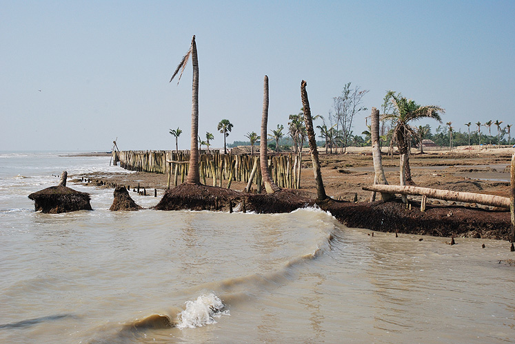 Mit der Erosion der Kste sterben die Palmen - Sunderbans 18