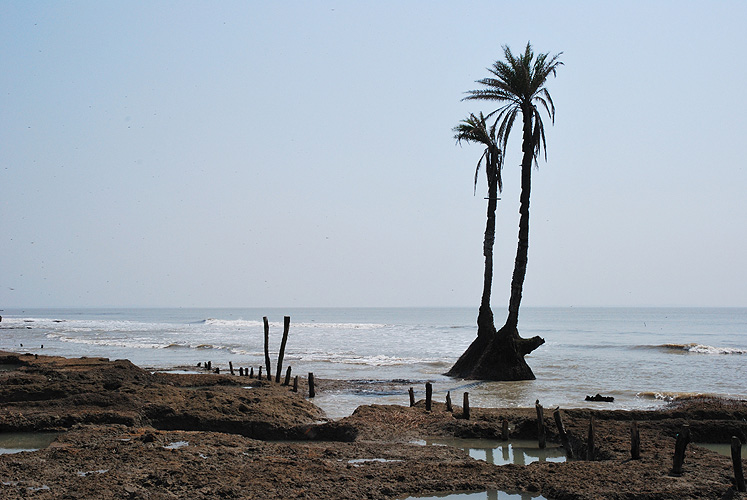 Die Erosion der Ksten raubt den Palmen die Nahrung - Sunderbans 19