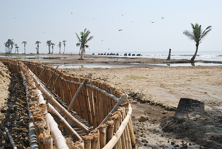 Erdwlle und Bambuszune sollen die Kste vor Erosion schtzen - Sunderbans 20