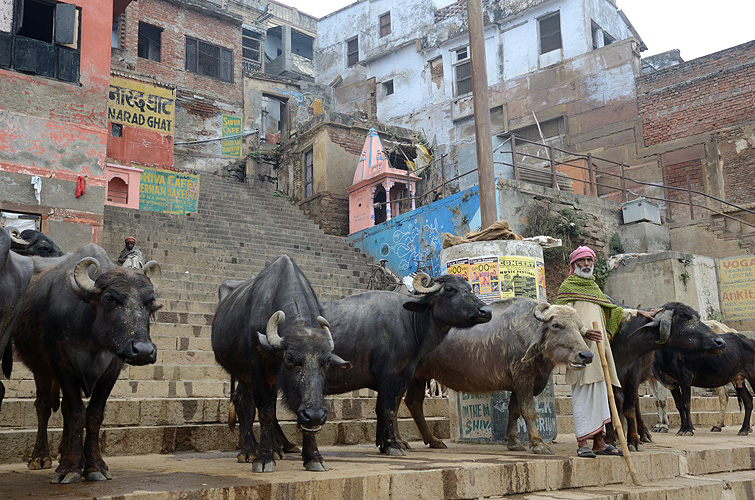  Ein Hirte fhrt seine Bffel zur Trnke am Ganges