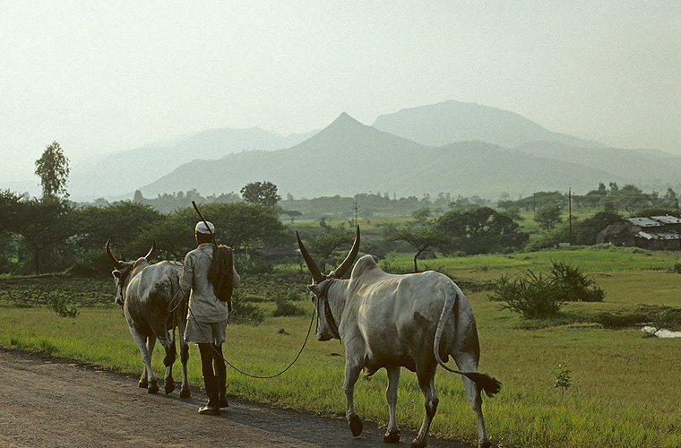 Bauer fhrt Ochsen heim ins Dorf Mulshi nahe Pune - Western Ghats 08