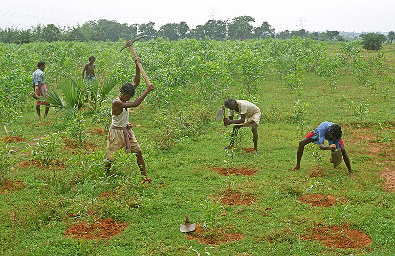  Aufforstungsarbeiten in Jharkhand  