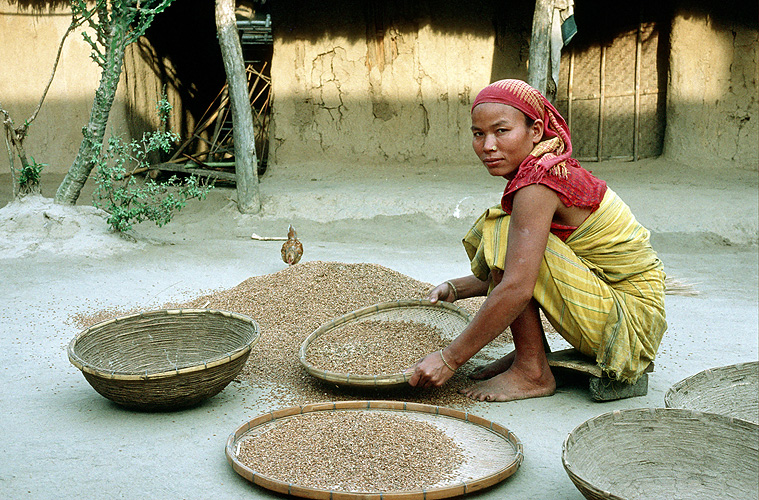 Buerin vom indigenen Bodo-Volk subert Reisernte, Assam