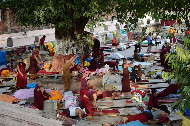 Tibetische Mnche verneigen sich im Gebet, Bodh Gaya