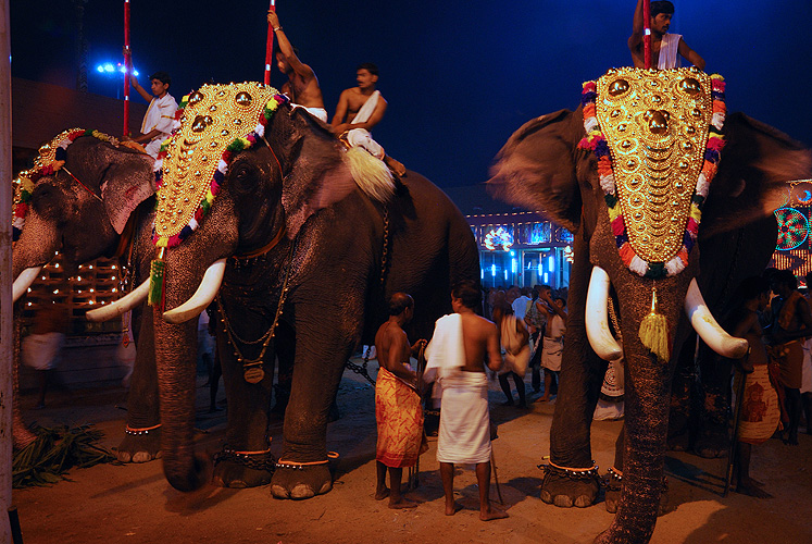 Elefanten beim Tempelfest in Kollam, Kerala